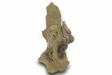Hadrosaur (Edmontosaurus?) Dorsal Vertebral Arch - Wyoming #377959-3
